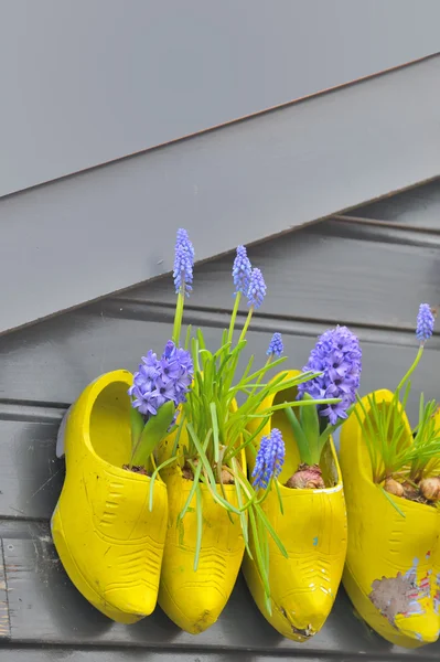 Sko av tre Klomp som blomsterpotter med blomster – stockfoto