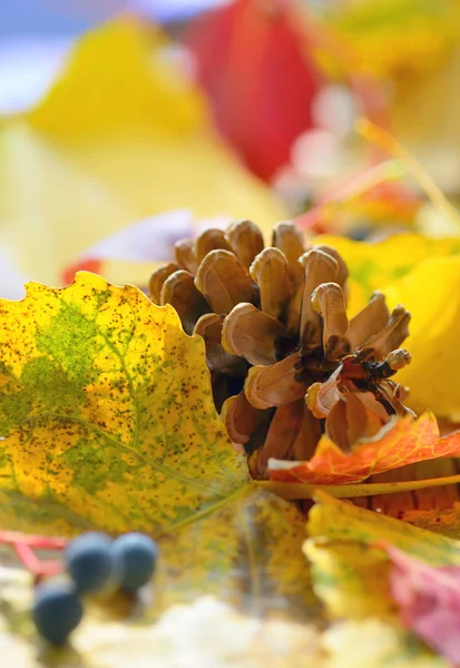 Gelbe Blätter und Kiefernzapfen — Stockfoto