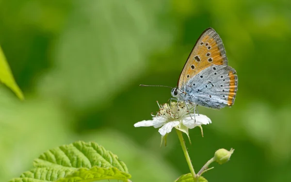 Papillon bleu commun (Polyommatus icarus) — Photo