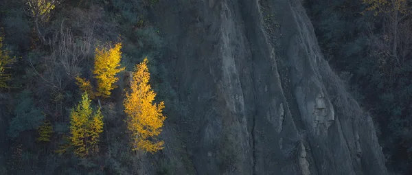 Colorido bosque de otoño con abedul — Foto de Stock