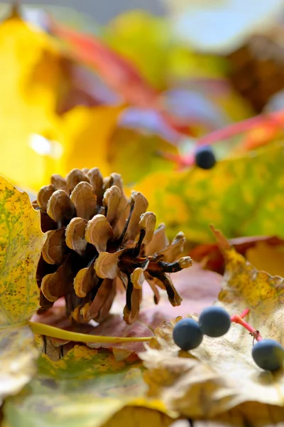 Hojas amarillas de otoño y cono de pino —  Fotos de Stock