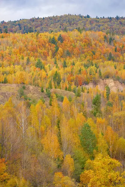 Höstliga naturen bakgrund — Stockfoto