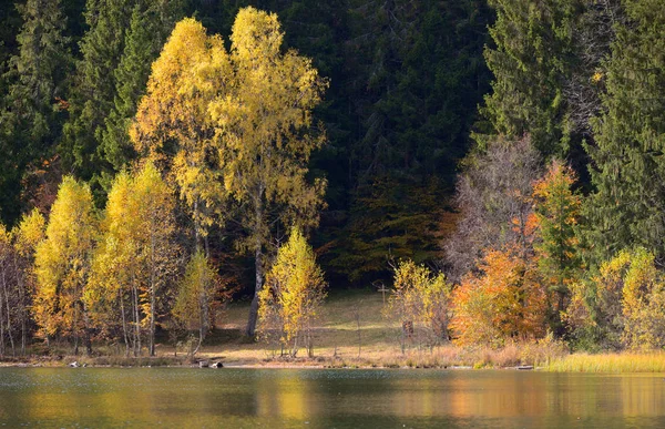 Hösten med gult bladverk — Stockfoto