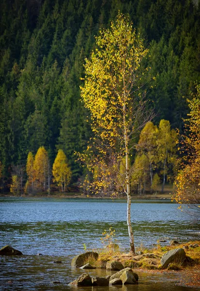 Alone birch tree — Stock Photo, Image