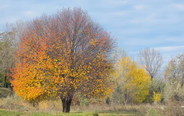 Einsamer Herbstbaum — Stockfoto