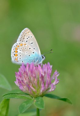 Common Blue (Polyomathus icarus) butterfly clipart