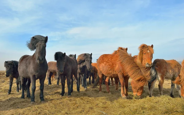 Icelandic horses feeding — Stock Photo, Image