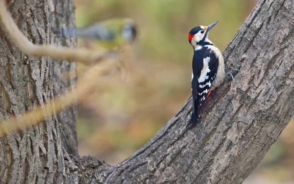 Male great spotted woodpecker (Dendrocopos major) — Stock Photo, Image