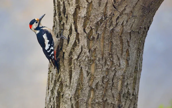 Male great spotted woodpecker (Dendrocopos major) — Stock Photo, Image