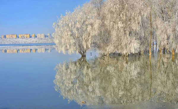 Frosty bomen op de Donau — Stockfoto
