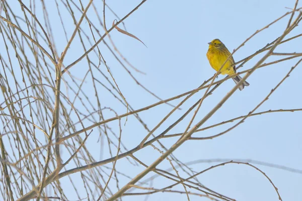 Amarelo Warbler (feminino ) — Fotografia de Stock