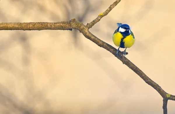 Little Sparrows on branch — Stock Photo, Image