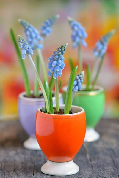 Muscari neglectum çiçekler — Stok fotoğraf