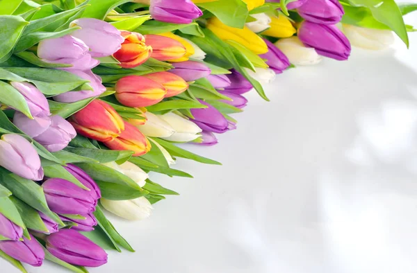 Tulips frame on white — Stock Photo, Image