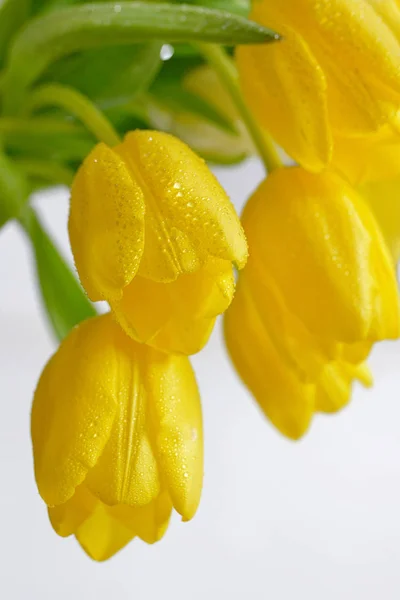 露滴と黄色いチューリップ — ストック写真
