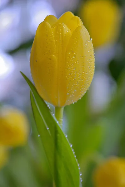 Žlutý Tulipán s kapkami Rosy — Stock fotografie