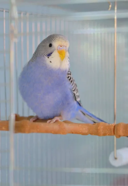 Papagaio-do-índigo — Fotografia de Stock
