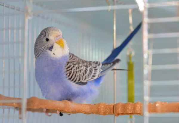 Indigo Budgerigar parrot — Stock Photo, Image