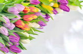 Картина, постер, плакат, фотообои "tulips frame on white ", артикул 139723032