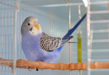 Indigo Budgerigar papağan