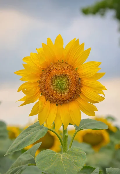 Slunečnice, samostatný na poli — Stock fotografie
