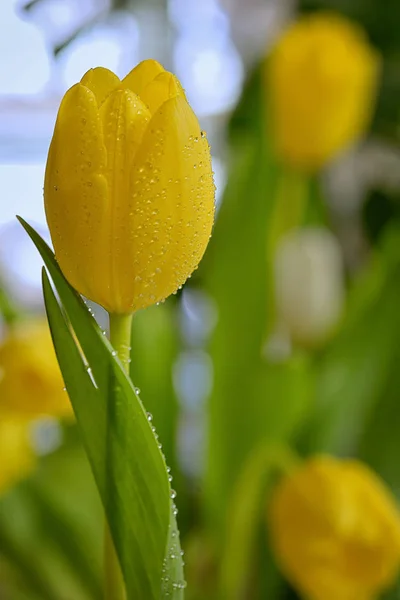 Tulipa amarela com gotas de orvalho — Fotografia de Stock