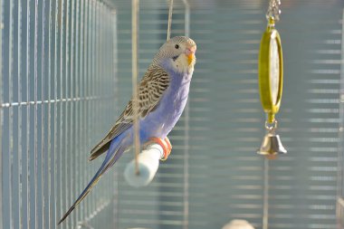 Indigo Budgerigar papağan