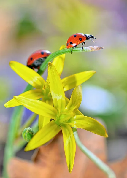 Rood lieveheersbeestje op gele bloemen — Stockfoto