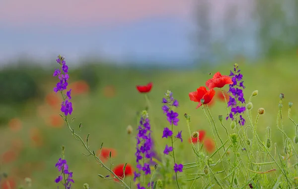 Poppy field in summer — Stock Photo, Image