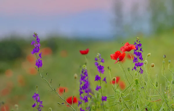 Campo de papoula no verão — Fotografia de Stock