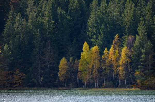 Outono com a folhagem amarela — Fotografia de Stock
