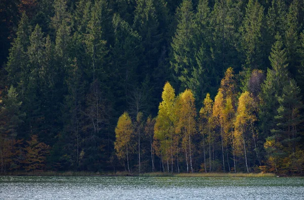 Autunno con il fogliame giallo — Foto Stock