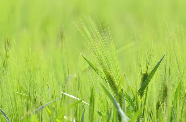 Campo de trigo verde —  Fotos de Stock