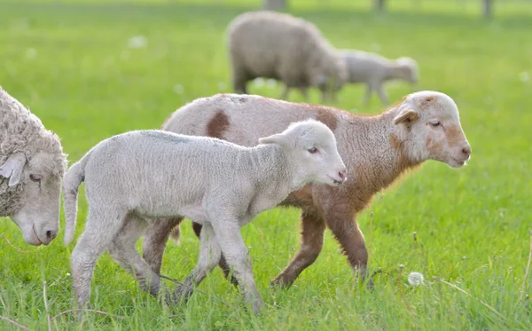 Junge Lämmer und Schafe im Frühling — Stockfoto