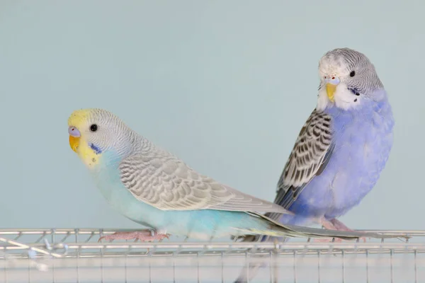 Kolorowe papugi papugi faliste — Zdjęcie stockowe