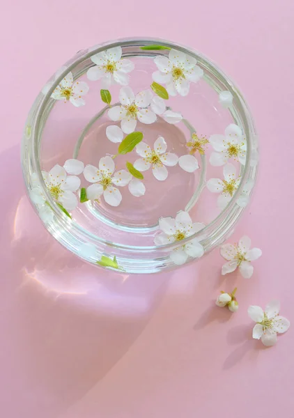 Třešeň květ na růžovém pozadí — Stock fotografie
