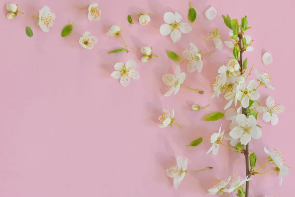 Třešeň květ na růžovém pozadí — Stock fotografie
