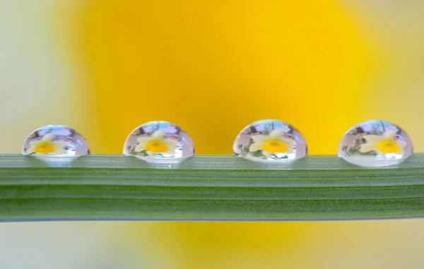 Reflexão amarelo narcisos — Fotografia de Stock