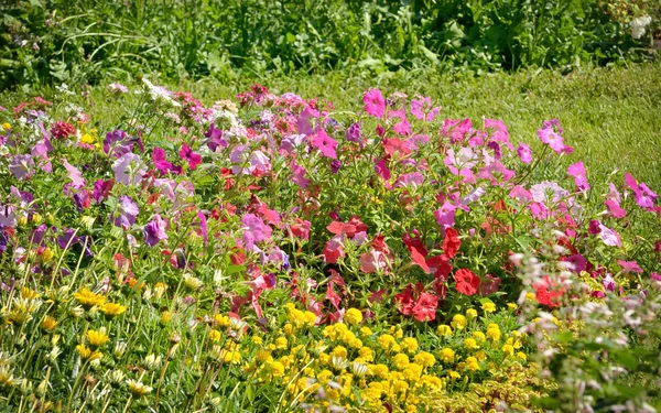 Tabak bloemen in tuin — Stockfoto