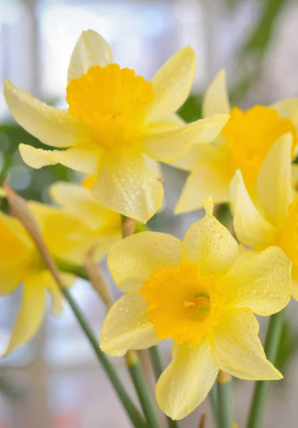 新鮮な春の水仙の花 — ストック写真