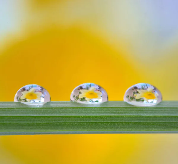 Narcisos amarillos reflejos en gotas —  Fotos de Stock
