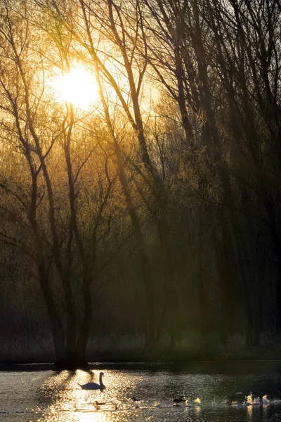 Single swan at sunrise — Stock Photo, Image