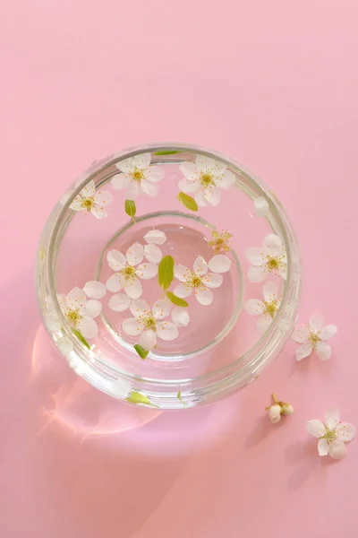 Fiori di ciliegio in vaso — Foto Stock