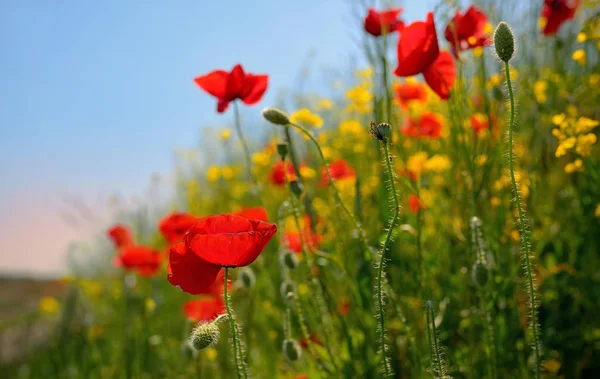 Flores coloridas no campo — Fotografia de Stock