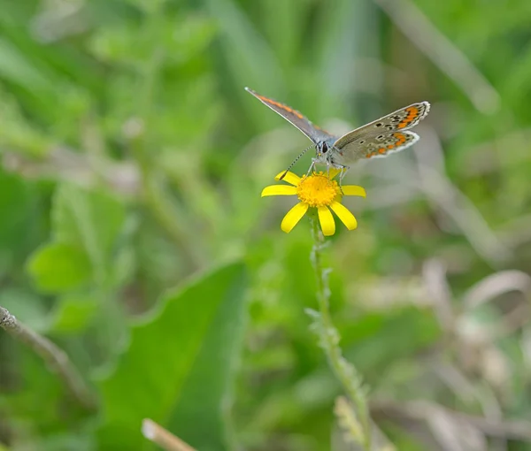 Papillon orange sur fleur jaune — Photo