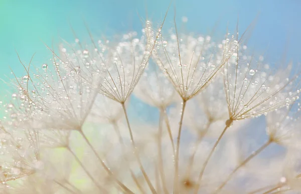 Dandelion seeds - fluffy blowball — Stock Photo, Image