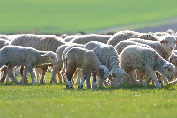 Schafe und Lämmer — Stockfoto