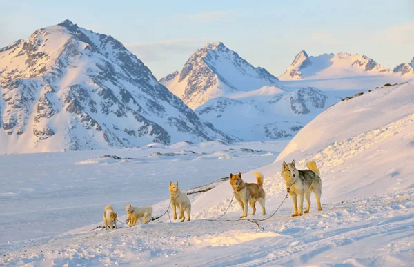 Hundeschlitten im kalten, verschneiten Winter — Stockfoto