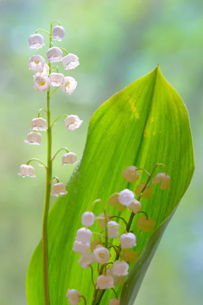 Lírios das flores do vale isolado — Fotografia de Stock