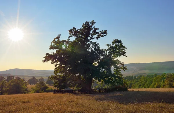 Oudste eik in Roemenië dat naar schatting onderlinge aanpassing tot 900 jaar — Stockfoto